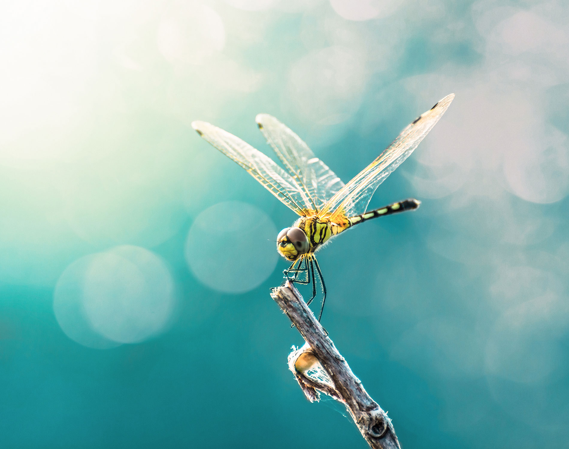 /-/media/images/website/background-images/gpof/insects/adobestock_94860837.ashx
