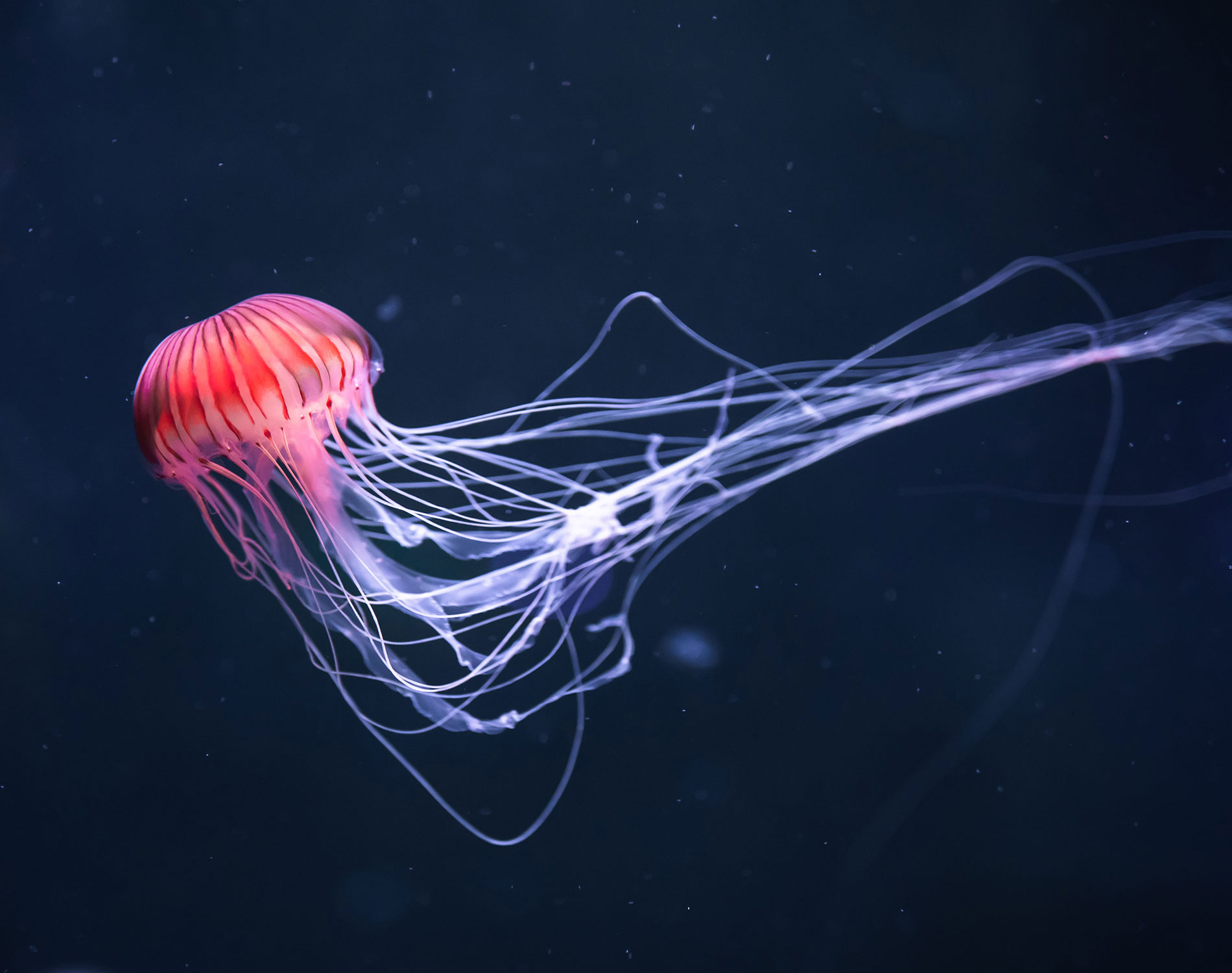 /-/media/images/website/background-images/gpof/ocean/adobestock_257539637.ashx